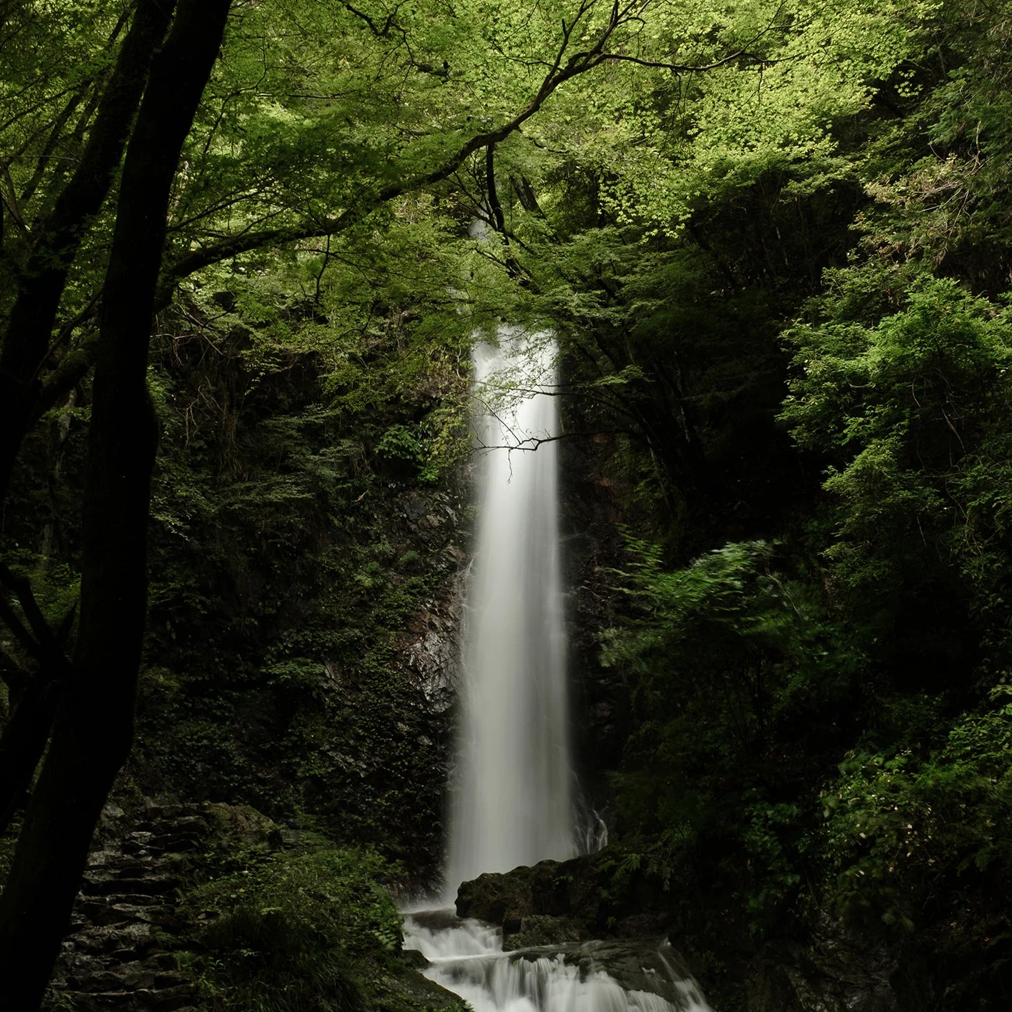 Hinoki Mist